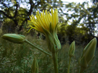 Scorzonera hispanica