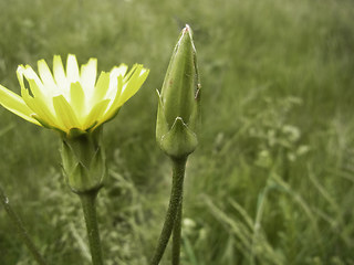 Scorzonera hispanica