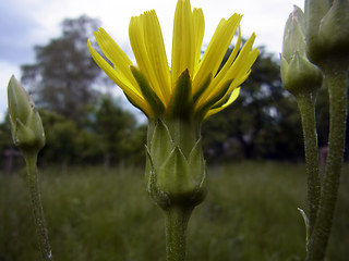 Scorzonera hispanica