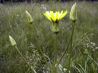 Scorzonera hispanica