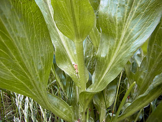 Scorzonera hispanica