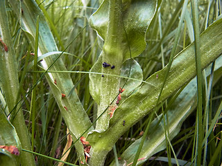 Scorzonera hispanica