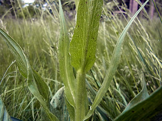 Scorzonera hispanica