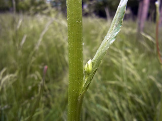 Scorzonera hispanica