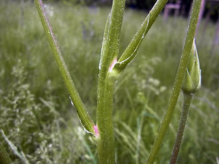 Scorzonera hispanica