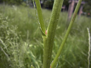 Scorzonera hispanica