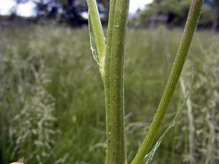 Scorzonera hispanica