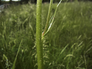 Scorzonera hispanica