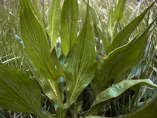 Scorzonera hispanica