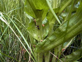 Scorzonera hispanica