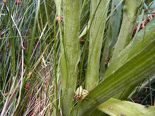 Scorzonera hispanica