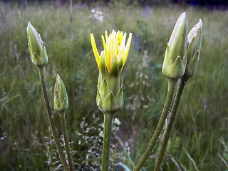 Scorzonera hispanica