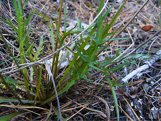 Scorzoneroides autumnalis