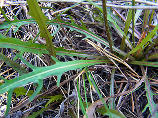 Scorzoneroides autumnalis