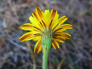 Scorzoneroides autumnalis