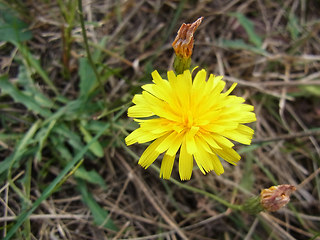 Scorzoneroides autumnalis