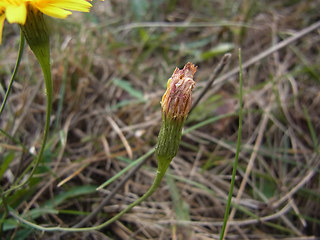 Scorzoneroides autumnalis