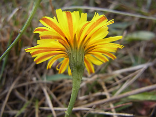 Scorzoneroides autumnalis