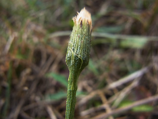 Scorzoneroides autumnalis