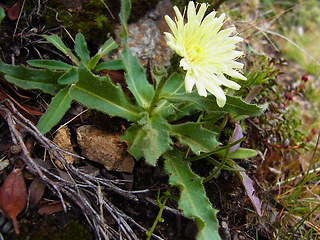 Scorzoneroides montana