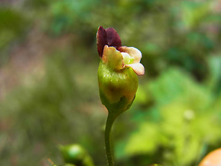 Scrophularia nodosa