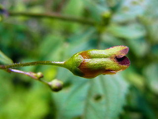 Scrophularia nodosa