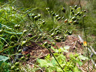 Scrophularia nodosa