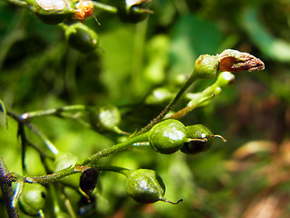 Scrophularia nodosa