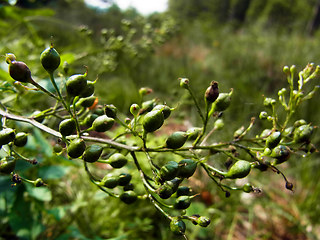 Scrophularia nodosa