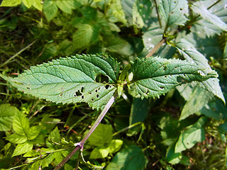 Scrophularia nodosa