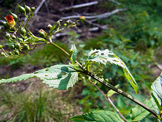 Scrophularia nodosa