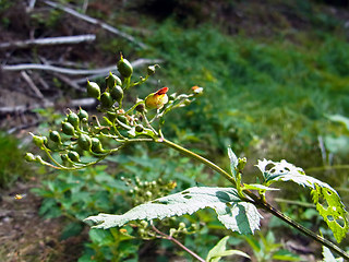 Scrophularia nodosa