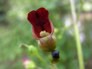 Scrophularia nodosa