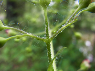 Scrophularia nodosa