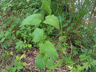 Scrophularia nodosa