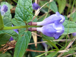 Scutellaria galericulata