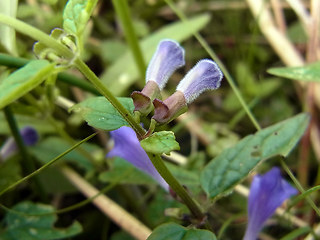 Scutellaria galericulata