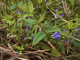 Scutellaria galericulata