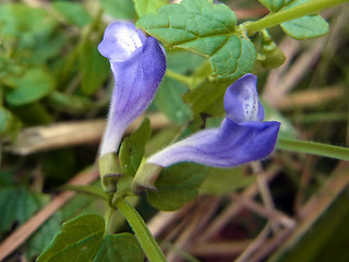 Scutellaria galericulata