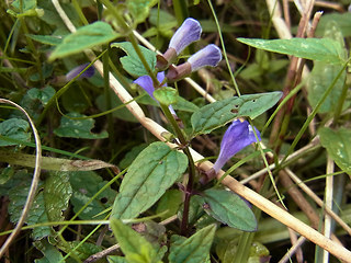 Scutellaria galericulata