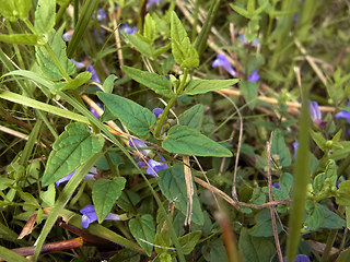 Scutellaria galericulata