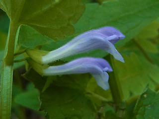 Scutellaria galericulata