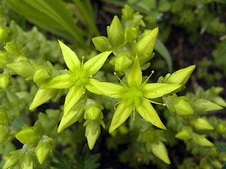 Sedum acre