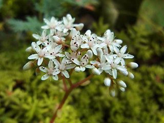 Sedum album