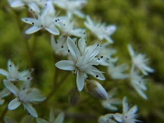 Sedum album