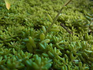 Sedum album