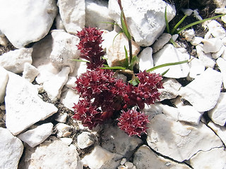 Sedum atratum