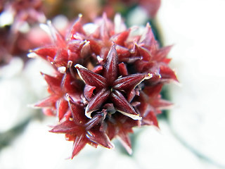 Sedum atratum