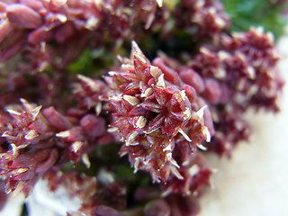 Sedum atratum