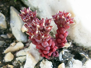 Sedum atratum